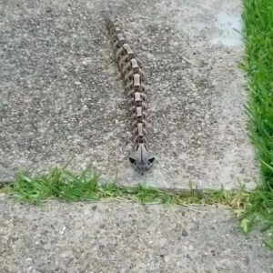 At first, when I saw this creature, I thought it was merely a toy resembling a walking snake skeleton.