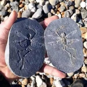 A Mystical Discovery on a Sussex Beach: Fossil of a “Fairy” Found in 2015?