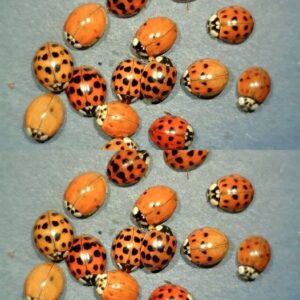 What It Means If You See a Yellow Ladybug