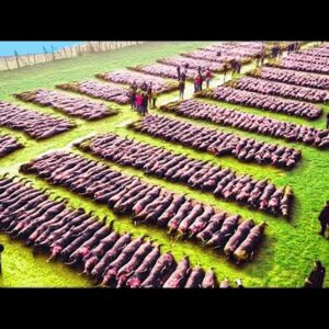 Drone Footage Reveals Astonishing Magnetic Field Herding Sheep on a Struggling Farm