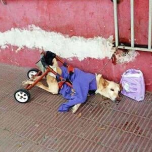 Disabled dog abandoned with a bag of diapers and a note