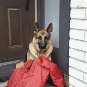 Four Years after My Husband Went Missing, a Dog Brought Me the Jacket He Was Wearing on the Day He Disappeared