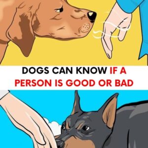 Dogs can tell who is good and who is bad person