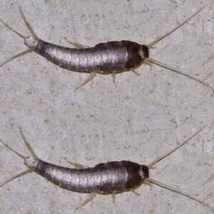 Silverfish: if This Animal Comes to Your Home