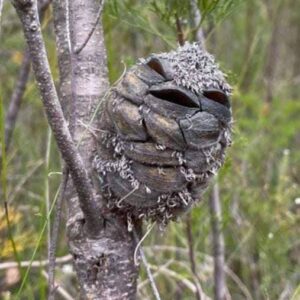Woman spots what she thinks is a happy bird in the forest – then suddenly realizes her mistake