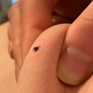 Can anyone tell if this is a tick or not? I also found two of these in my house living room where I have a dog. Is my house infested?