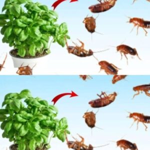 Put this for 1 hour in your house, you will never see flies, mosquitoes or cockroaches again