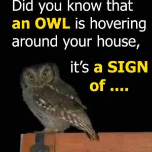 Did you know that an OWL is hovering around your house when