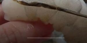 What happens if you eat the black vein in a shrimp’s tail?