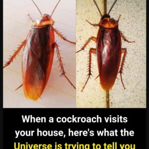 Did you know that if these arrive at your house it is a SIGN that…