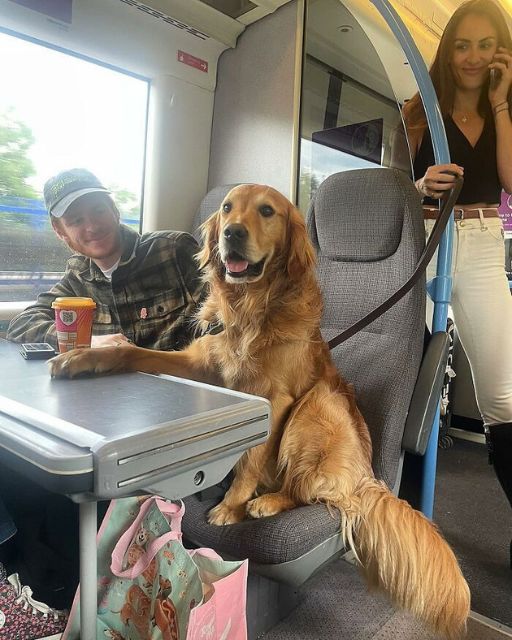 The Train Ride That Changed Everything—Thanks to a Dog Named Buddy